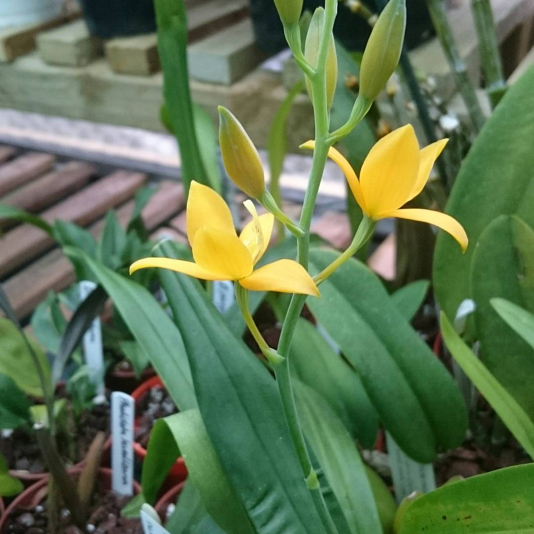 Prosthechea Sunburst smells like honey.
#orchidcollection #orchidhouse #greenhouse #orchidaceae #myorchids #orchidmaddness