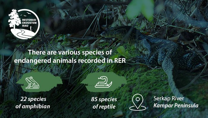 #RER is helping conserve the beautiful and sometimes #endangered #wildlife of Sumatra goo.gl/qWYCzY #image
