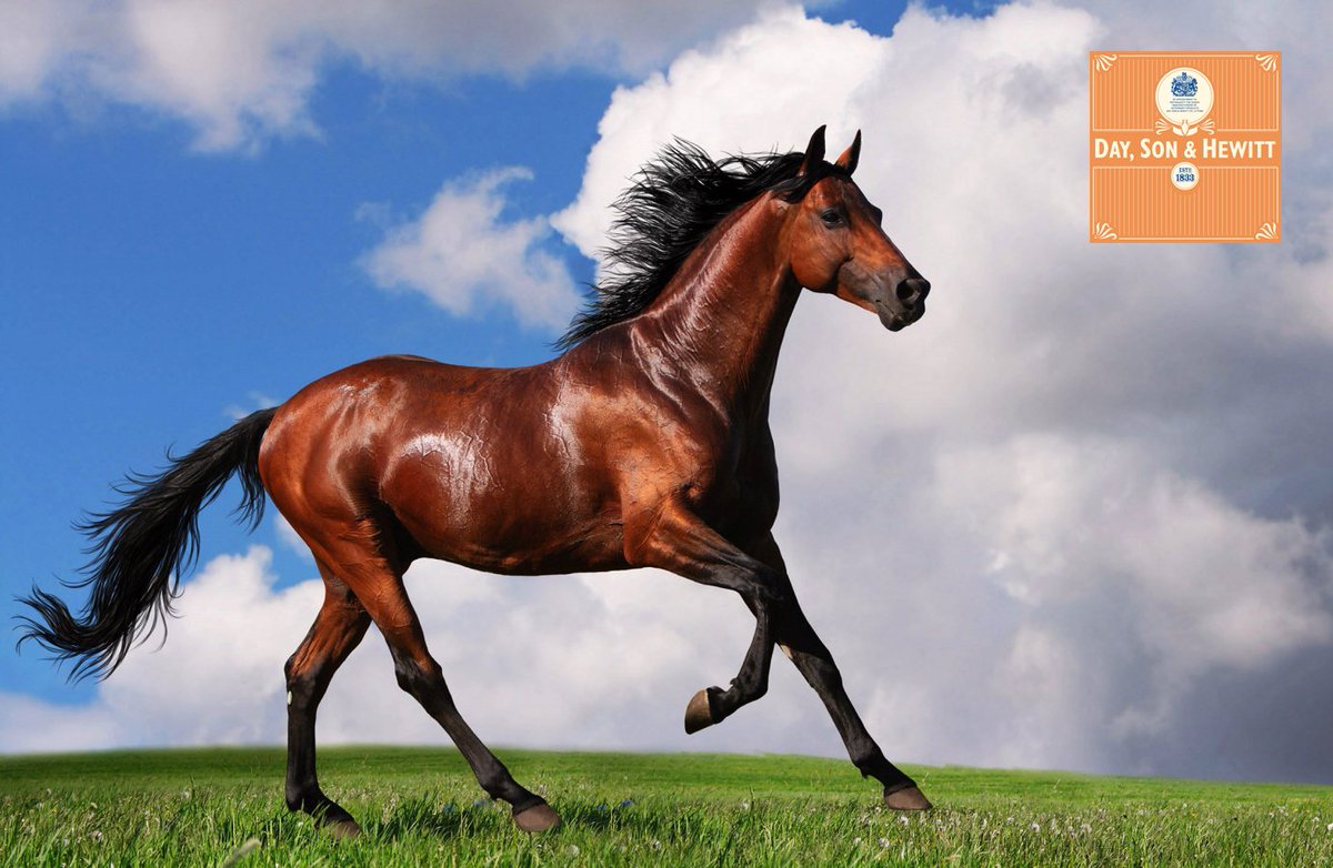 DaySonHewitt's tweet photo. This breed is over 5,000 years old and is known as the oldest Horse breed! But can you #Guessthebreed ? https://t.co/yYbaE8VTGM
