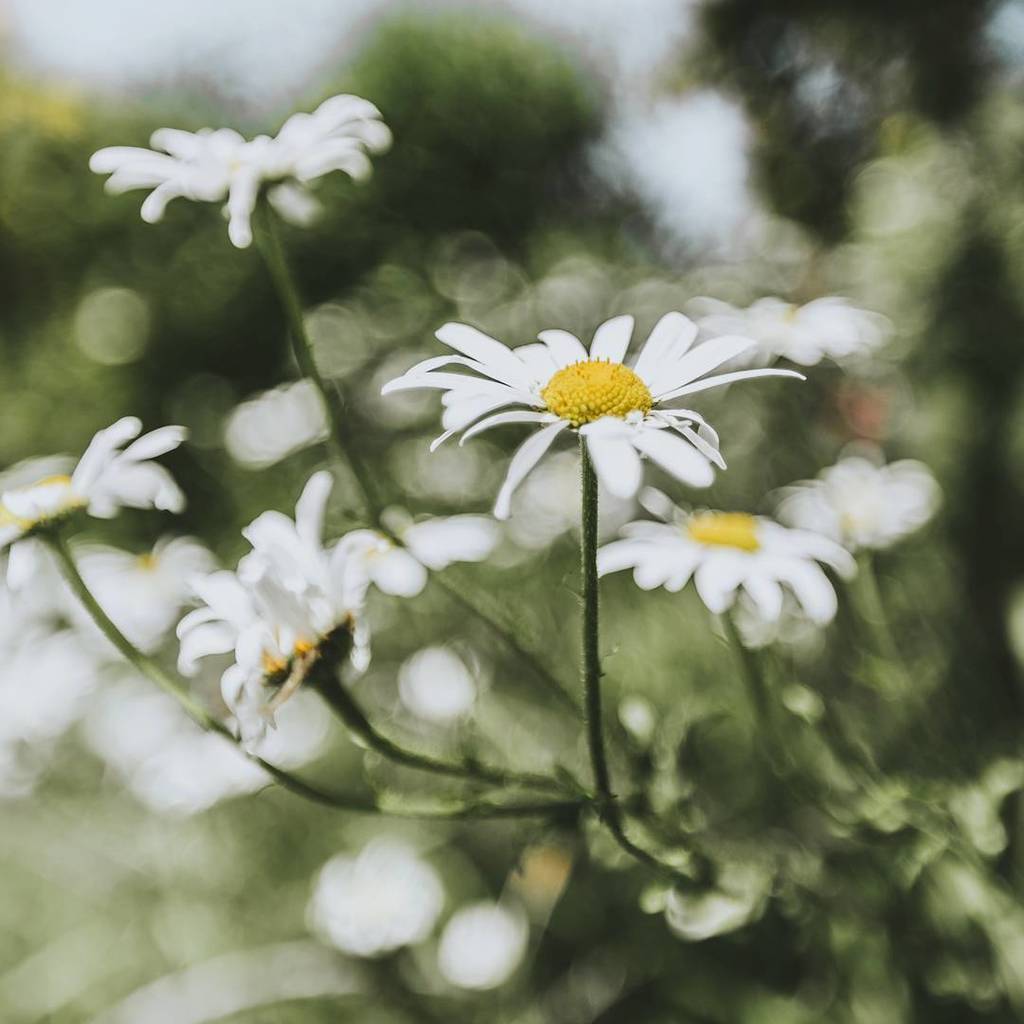 Ox-eye daisies blowing in the breeze 🍃
.
.
.
.
#flowers #flower #thefloralseasons #thatsdarling  #daisies #bloom #… ift.tt/2sY1UqY