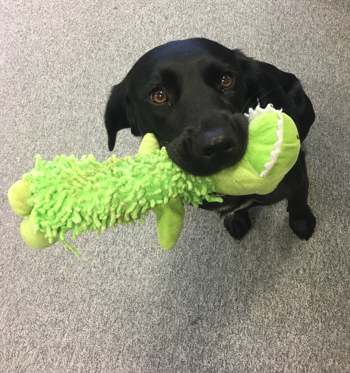 grapefruitgroup's tweet photo. Luckily for us every day is #BringYourDogtoWorkDay! #DogsofGrapefruit #DogLovers #GrapefruitGraphics https://t.co/8FRnborGIt