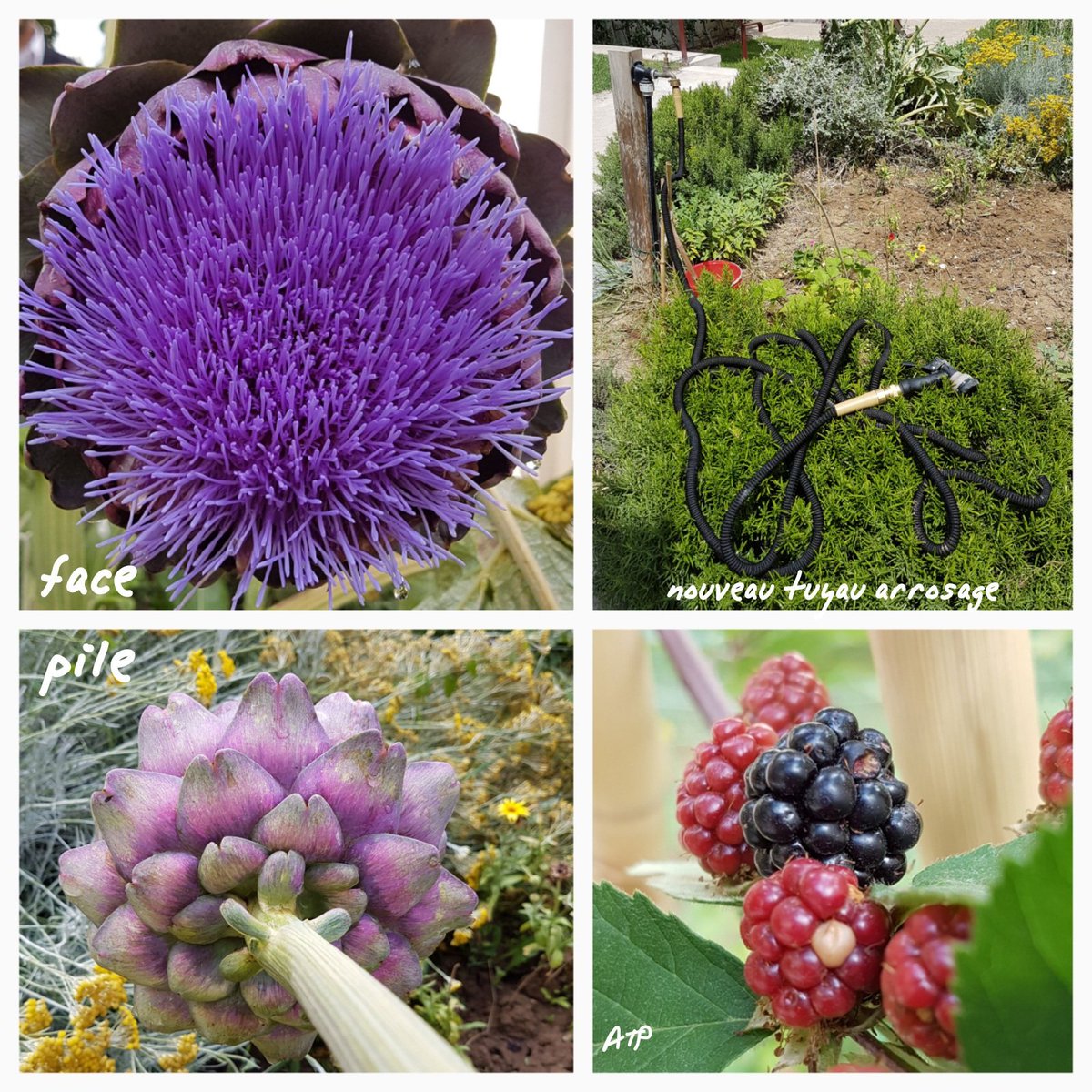 JardiniersDu4em's tweet photo. Nouveau tuyau d'arrosage au jardin des Rosiers ... ARTiCHAUD pile ou face ... 1ére  mûre. .. #CheminNatureParis4 @vegetalisons https://t.co/IurDmL9R8a