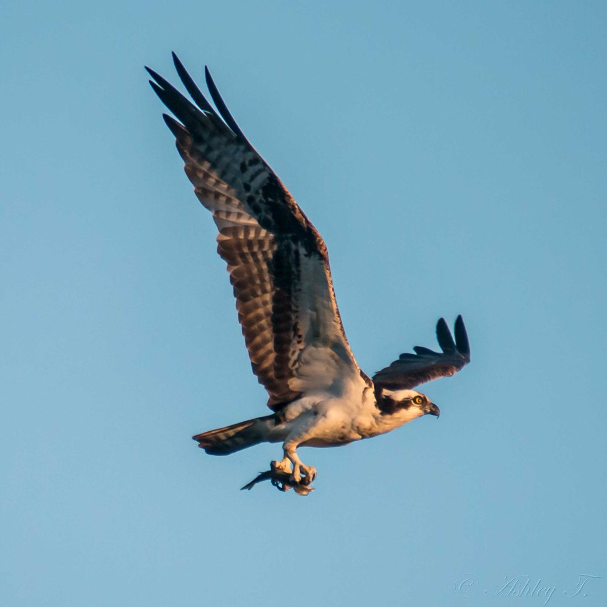 AshleyPurring's tweet photo. Pics 2/2 from @EastsideAudubon's June #birdwalk at #BirdLoop #MarymoorPark… enjoyed, thank you! @IHeartKCParks #birding #wildlifephotography https://t.co/S6WEzU0r9M