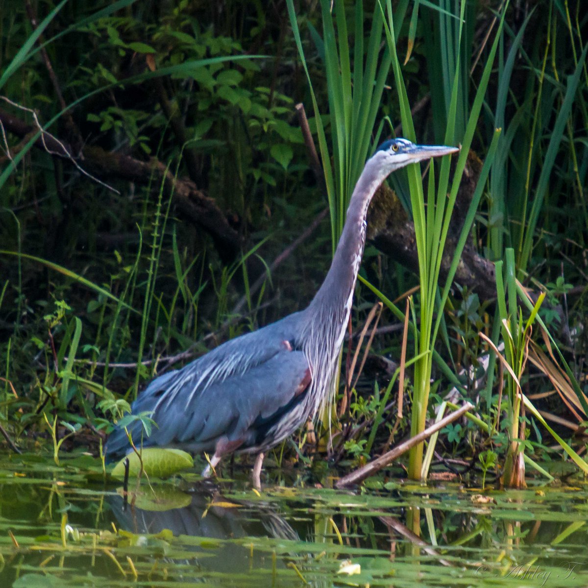 AshleyPurring's tweet photo. Pics 2/2 from @EastsideAudubon's June #birdwalk at #BirdLoop #MarymoorPark… enjoyed, thank you! @IHeartKCParks #birding #wildlifephotography https://t.co/S6WEzU0r9M