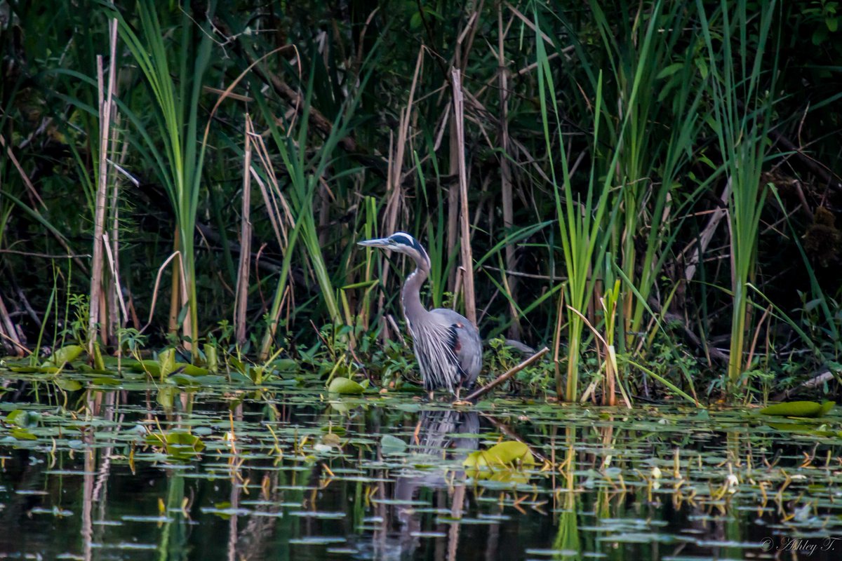AshleyPurring's tweet photo. Pics 2/2 from @EastsideAudubon's June #birdwalk at #BirdLoop #MarymoorPark… enjoyed, thank you! @IHeartKCParks #birding #wildlifephotography https://t.co/S6WEzU0r9M