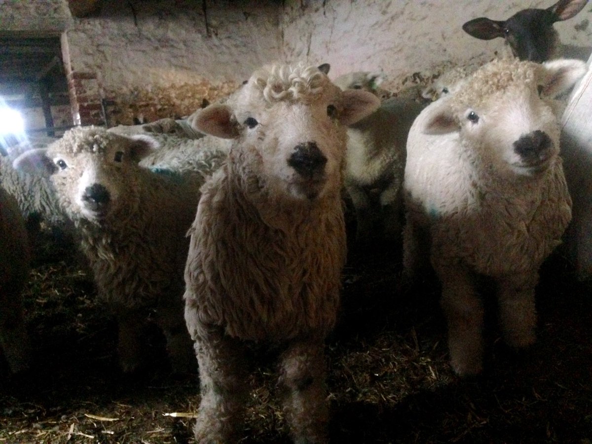 GreyfaceW's tweet photo. Weaning time, they are missing their mums 😕 such cute faces! #sheep365 #LoveLamb #cuties #Greyface #Dartmoor https://t.co/BhFIfjxjid