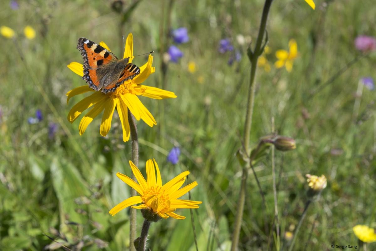 Julia_Smanio's tweet photo. #Boiron : signataire de la charte du Markstein (Vosges/France) pour préserver l’#arnica #Homéo #Qualité #Récolte2017 https://t.co/eY6Ree1zYc