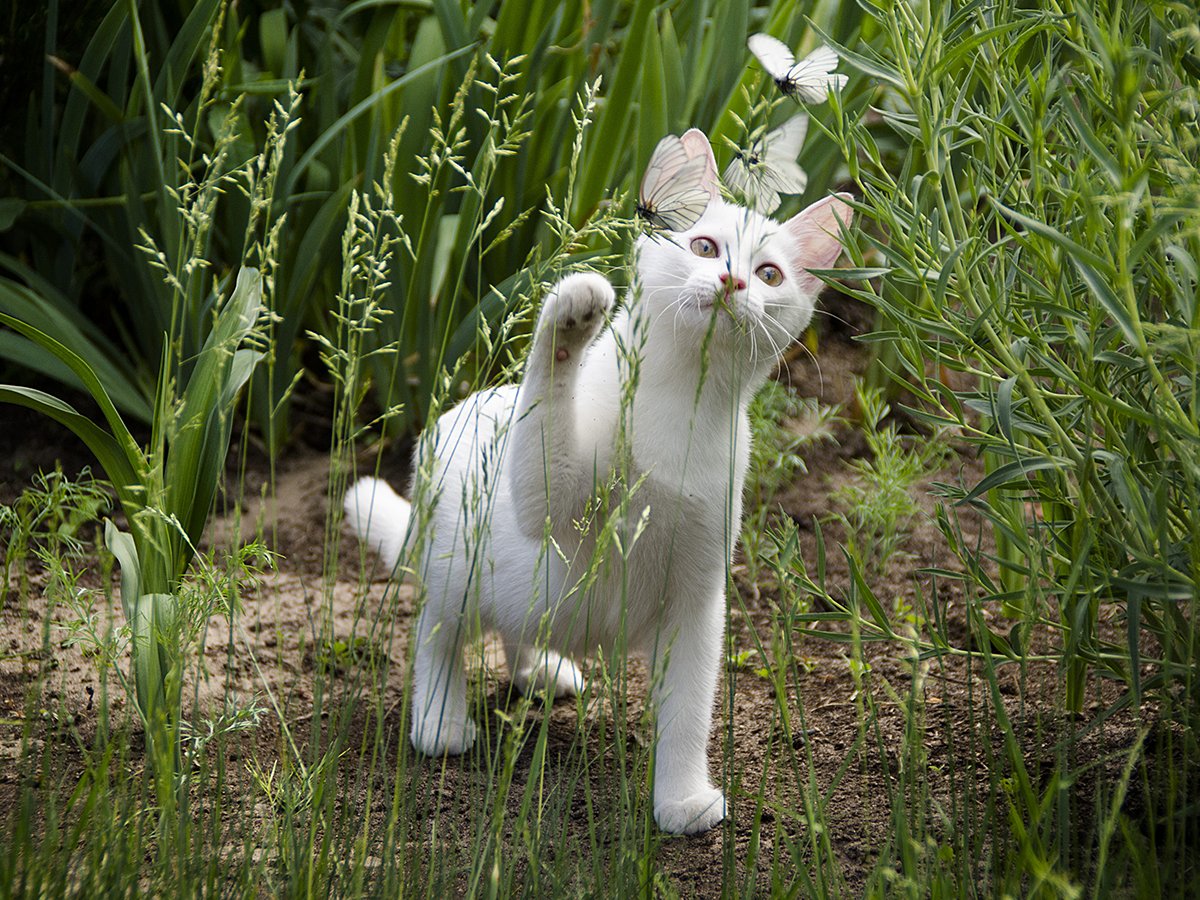 YarrahBio's tweet photo. Wat zit er precies in het voer van #Yarrah? Dit overzicht geeft inzicht in de voedingswaarden van ons kattenvoer. https://t.co/fy6w2YSgnE https://t.co/doDIKYmSJk