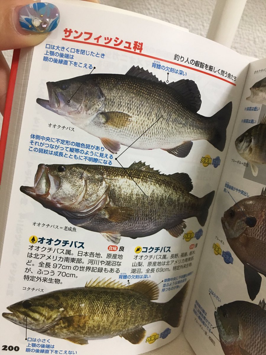 河野康則 おはよ 根魚は僕も種類がたくさんいて覚えられないよ しかも似てたりとか 地方で呼び方が違ったりとかね 出世魚もいるなぁ 勉強しても追いつかないよ