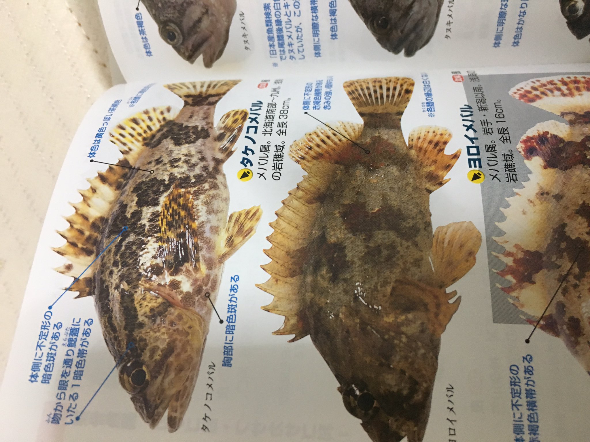 宇野澤瞳 در توییتر お魚さんの図鑑 見てるだけで癒し ふむふむ メバル と タケノコメバル の違い わ ブラックバス さんだ かわいいなぁ