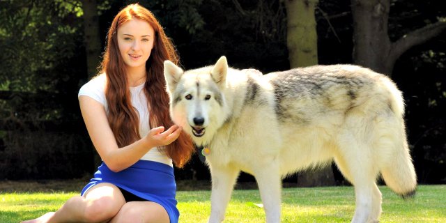 #SophieTurner got so attached to Zunni, who played Lady in #GameOfThrones that her family adopted her! #TakeYourPetToWorkDay #SansaStark