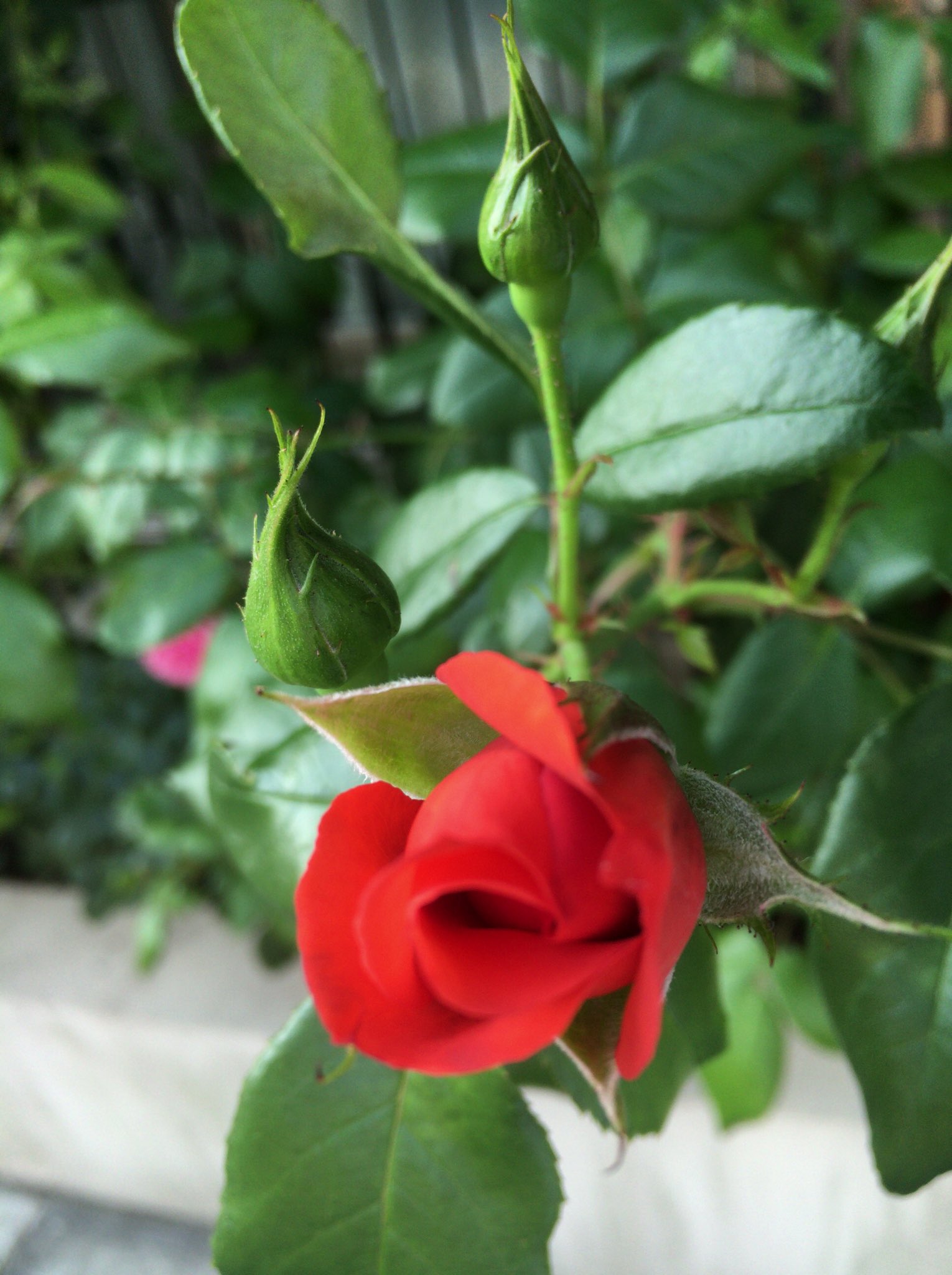 Chris Sur Twitter 薔薇の蕾が好き 薔薇の蕾 バラの蕾 ばらのつぼみ Bud ローズ Rose フラワー Flower Flower 花 薔薇 ばら バラ ガーデン ガーデニング ローズガーデン