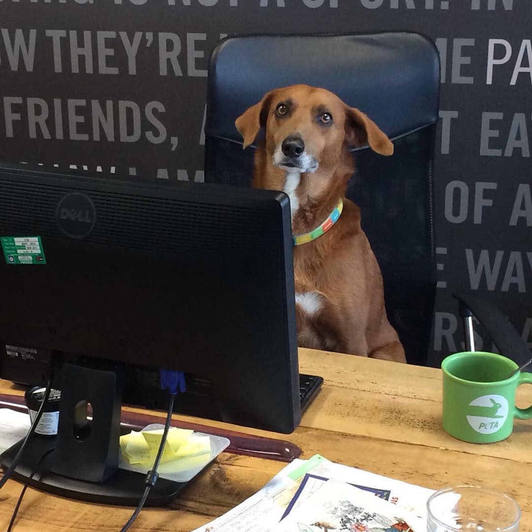 PETAUK's tweet photo. Happy #BringYourDogToWorkDay! 🐶 https://t.co/zzzun2oxz5