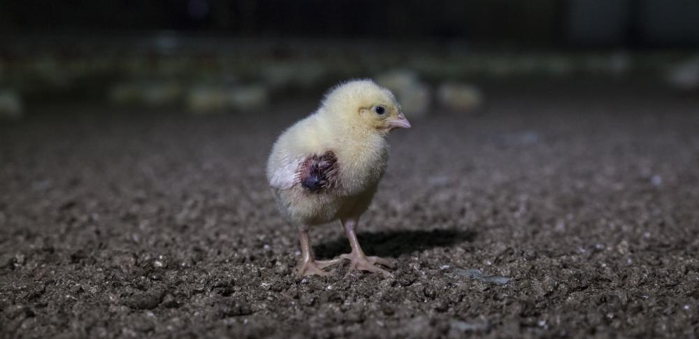 Animal Equality Germany tweet media