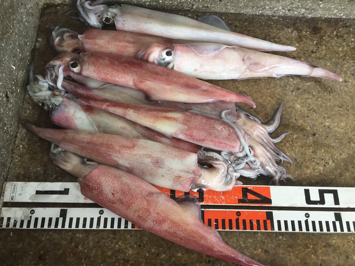 神港つり具 八丈島 イカが盛り上がって来た模様です 昨晩の大雨の中 堤防で頑張ってた人に聞くと 1人10 ハイ釣れてたそうです 船でも活気出て来てるらしく出船数も増えてます イカの季節も終盤戦です 梅雨の夜空見ながらいかが 八丈島