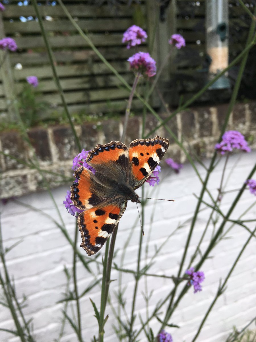 Kate_Bradbury's tweet photo. Small tort numbers in freefall but here's one on verbena I planted in my GF's paved courtyard. We can turn this around #potsforpollinators https://t.co/dC2D1LlEiM