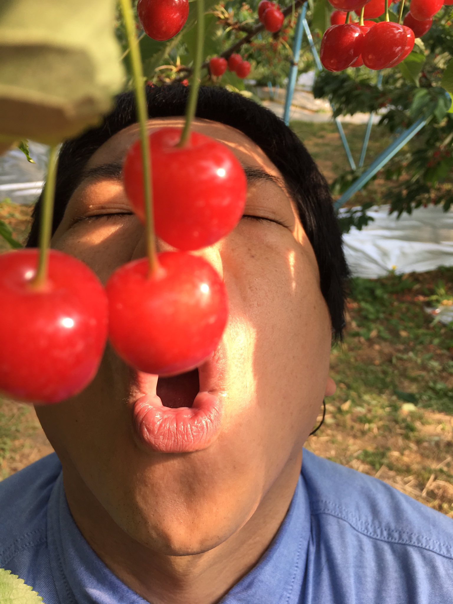 ぺんぎんナッツ いなのこうすけ Twitterissa 本日もkfbさんのヨジデス観て頂きましてありがとうございました 菊地果樹園さん素敵な所でした さくらんぼミッキーとさくらんぼを食べるエロい顔がたまりませんね 待ち受け画像にして毎日観ても良いん ぺんぎんナッツ いなのこうすけ Twitterissa 本日もkfbさんのヨジデス観て頂きましてありがとうございました 菊地果樹園さん素敵な所でした さくらんぼミッキーとさくらんぼを食べるエロい顔がたまりませんね 待ち受け画像にして毎日観ても良いん