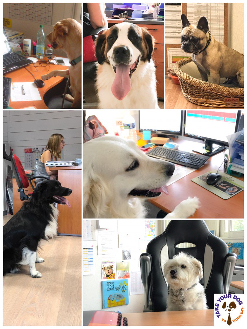 #TakeYourDogToWorkDay  Nos copains poilus avec nous chez <a href="/ZoluxSAS/">ZOLUX</a> ! Arrivée au bureau, rencontre avec les collègues, et au boulot !