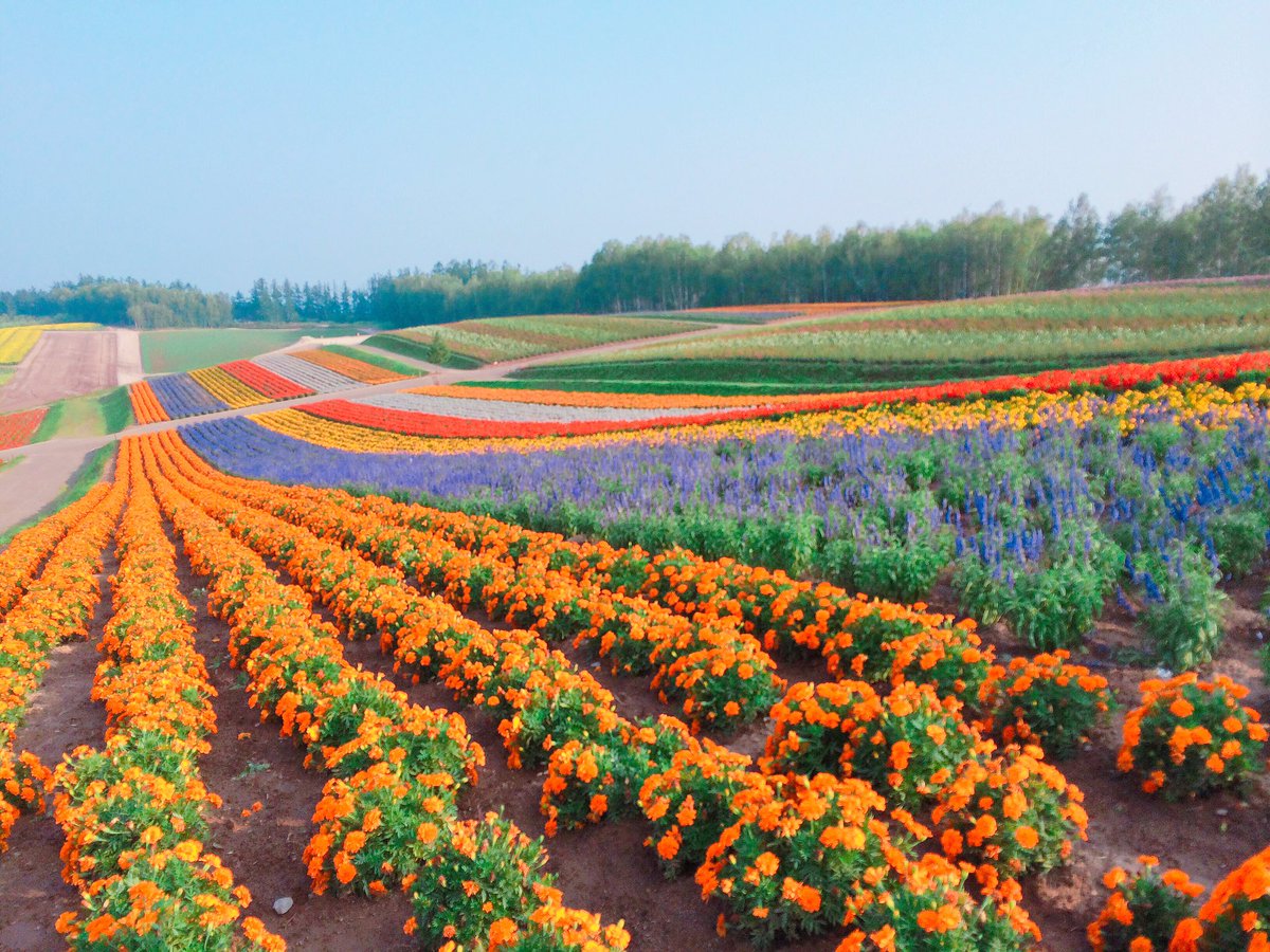 tomates_japan's tweet photo. Beautiful scenery in Biei, Hokkaido, Japan! Hope you are having a great friday! #japan #travel #Hokkaido #일본 #북해도 #홋카이도 https://t.co/vT1llcbFd4