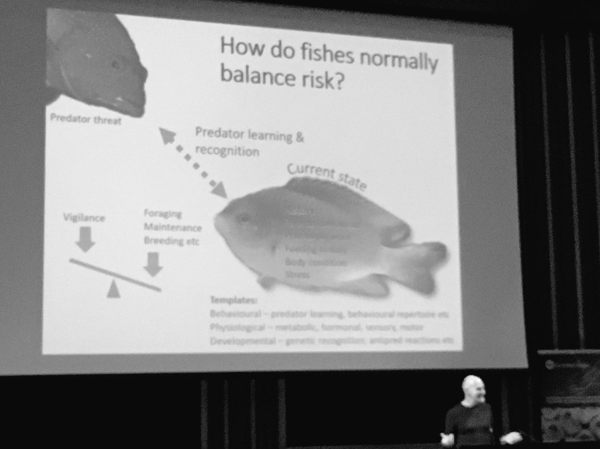 Hannah Markham (@reefscientist) on Twitter photo Smart little fishes learn to avoid predators in 3 ways: 1) direct experience, 2) chemical cues 3) social learning <a href="/MarkIMcComick/">Mark Ian McCormick</a> - #Coral17 Smart little fishes learn to avoid predators in 3 ways: 1) direct experience, 2) chemical cues 3) social learning <a href="/MarkIMcComick/">Mark Ian McCormick</a> - #Coral17