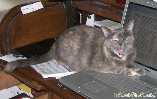 CuddleMcCuddles's tweet image. WTH's up with new Twitter UI? The round profile images feel like people are peering at me through a boat portal. I don't like it.
#twitterUI