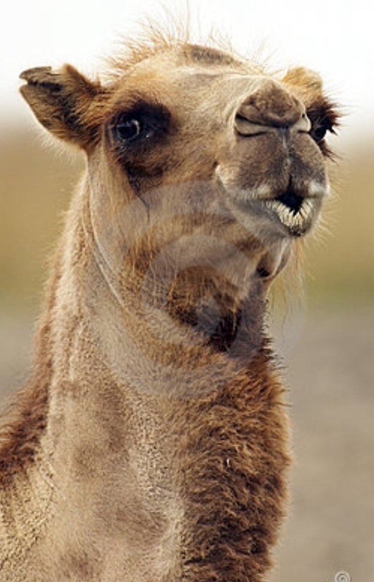 Who wouldn't want to kiss those lips?  👍