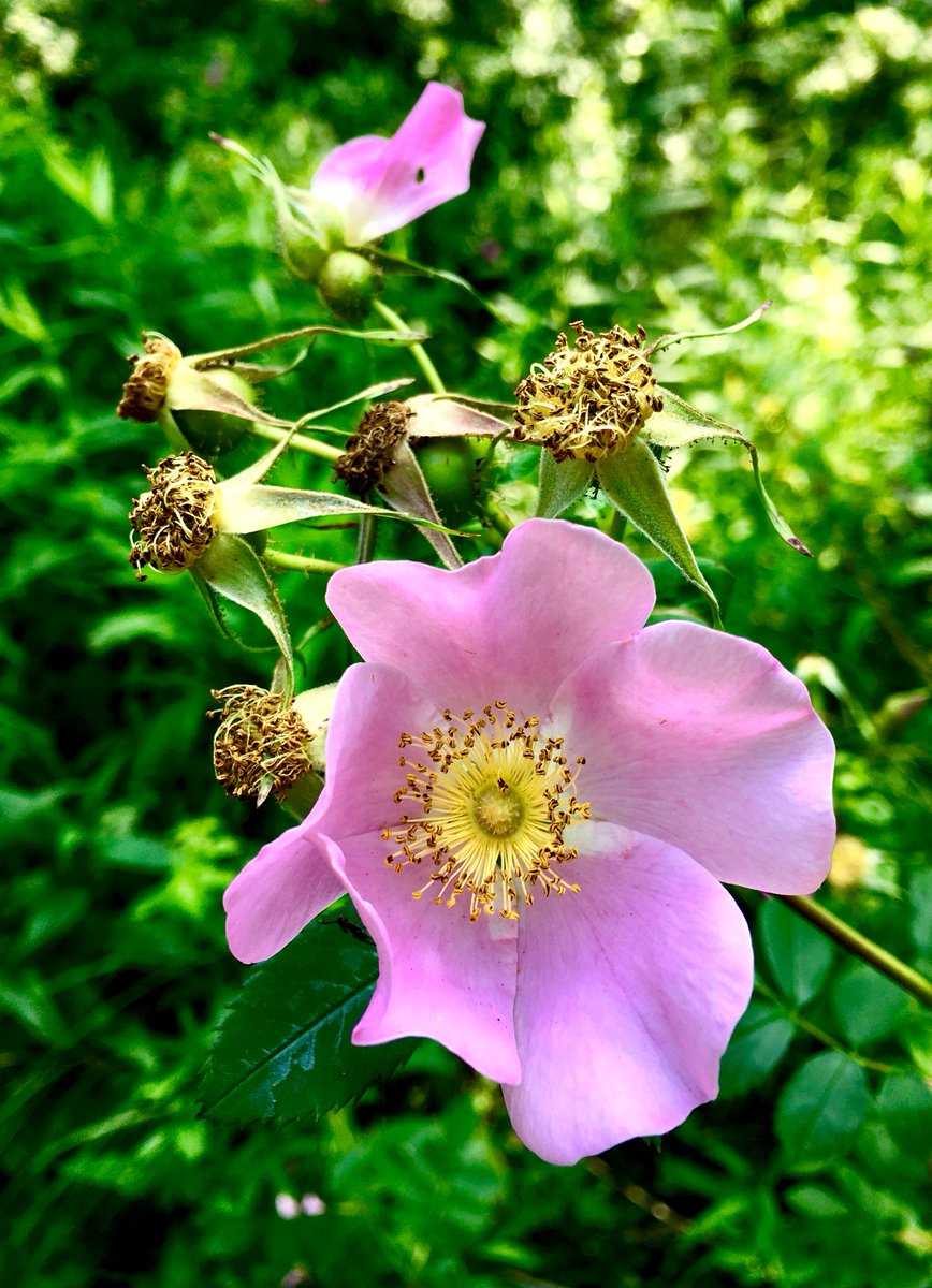 mandolajoe's tweet photo. If you happen upon this sweetbriar give it a sniff — lovely fragrance!
#Rose #Sweetbriar #Spring_Flora the #Ramble, #CentralPark #NYC https://t.co/6czA4feT2R