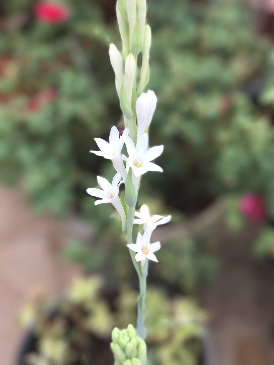 To focus or To blur out ? They are as similar as are different 🎻#LifeQuotes #Wisdom #LifePhilosophy