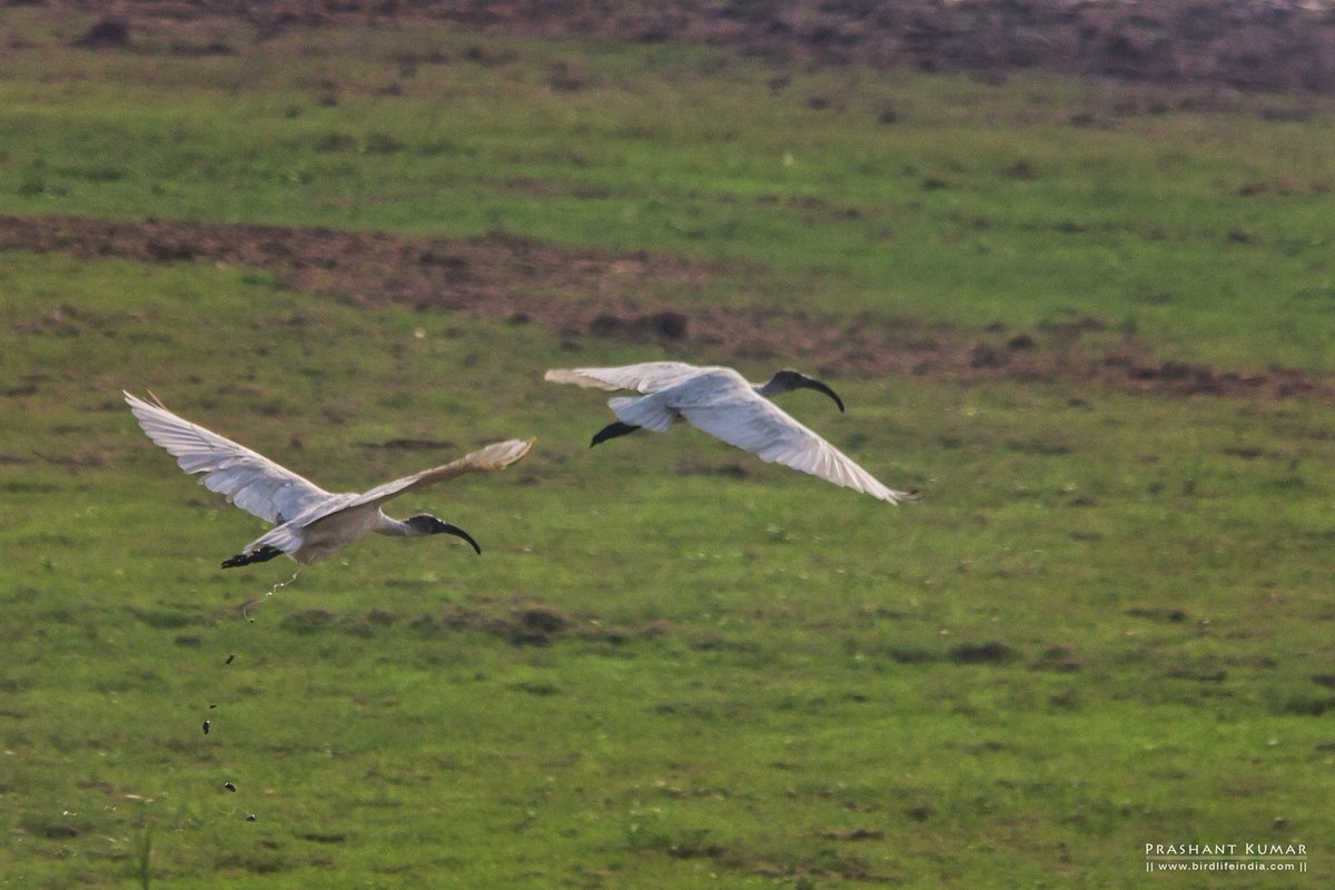 Black-headed Ibis or Oriental White Ibis (Threskiornis melanocephalus)
Haripura, Uttarakhand
June 2017

#birdwatching #summerbirding