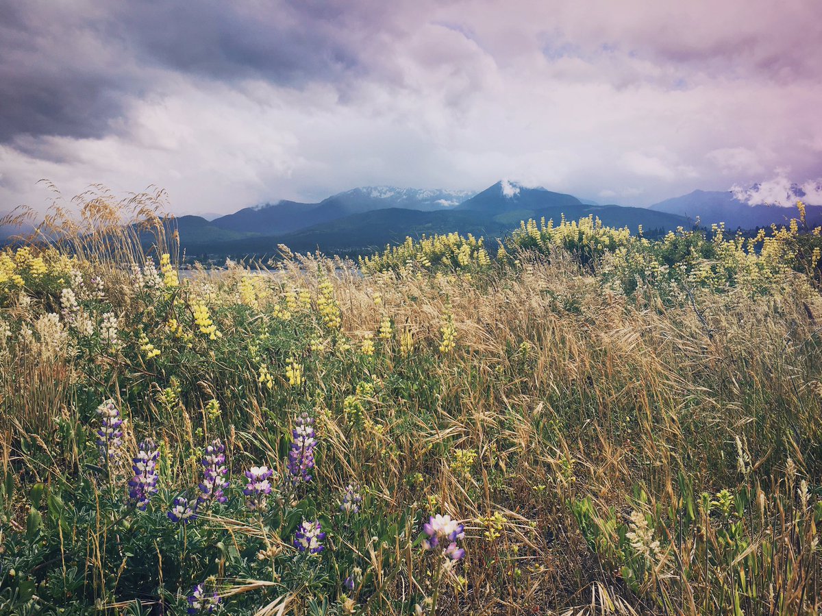 MacyLeeMarquez's tweet photo. The #olympicmountains on a stormy day #pnwonderland #pnw #Adventure #mountains #lupine #wildflowers #washington #travel https://t.co/7AYZeuaNpi