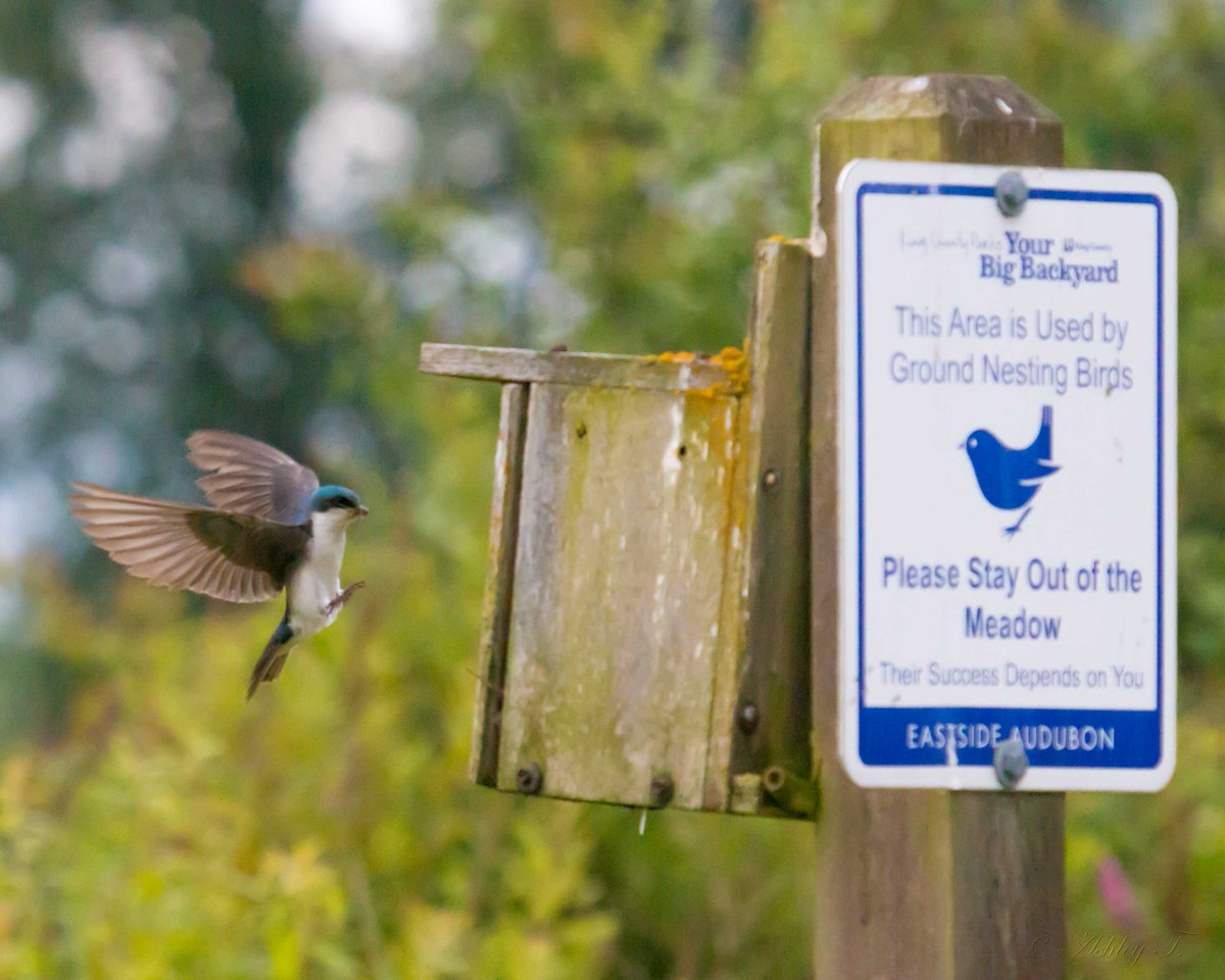 AshleyPurring's tweet photo. Bird coming in for a landing at #MarymoorPark Bird Loop. @EastsideAudubon @iheartkcparks #BirdLoop #NaturePhotographyDay https://t.co/DjBVLeneb3