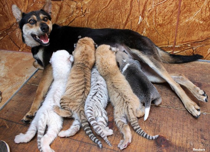 Преглед на изображението в Twitter