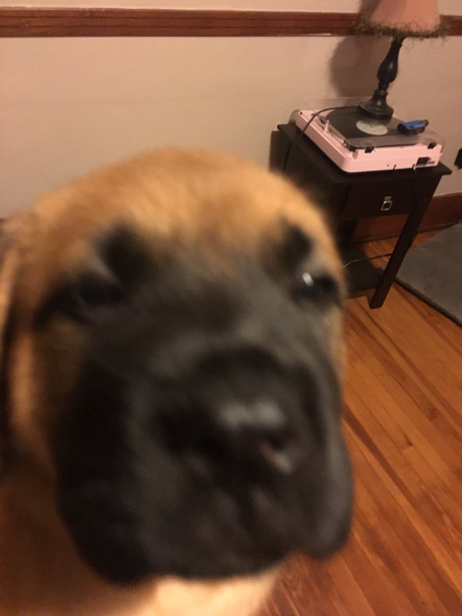 _towwwi's tweet photo. We got ozzy a new bone and Marley a new color, dog mom and dog god mom life 😂😍 @JessBallinger12 https://t.co/UOUiPILjBP