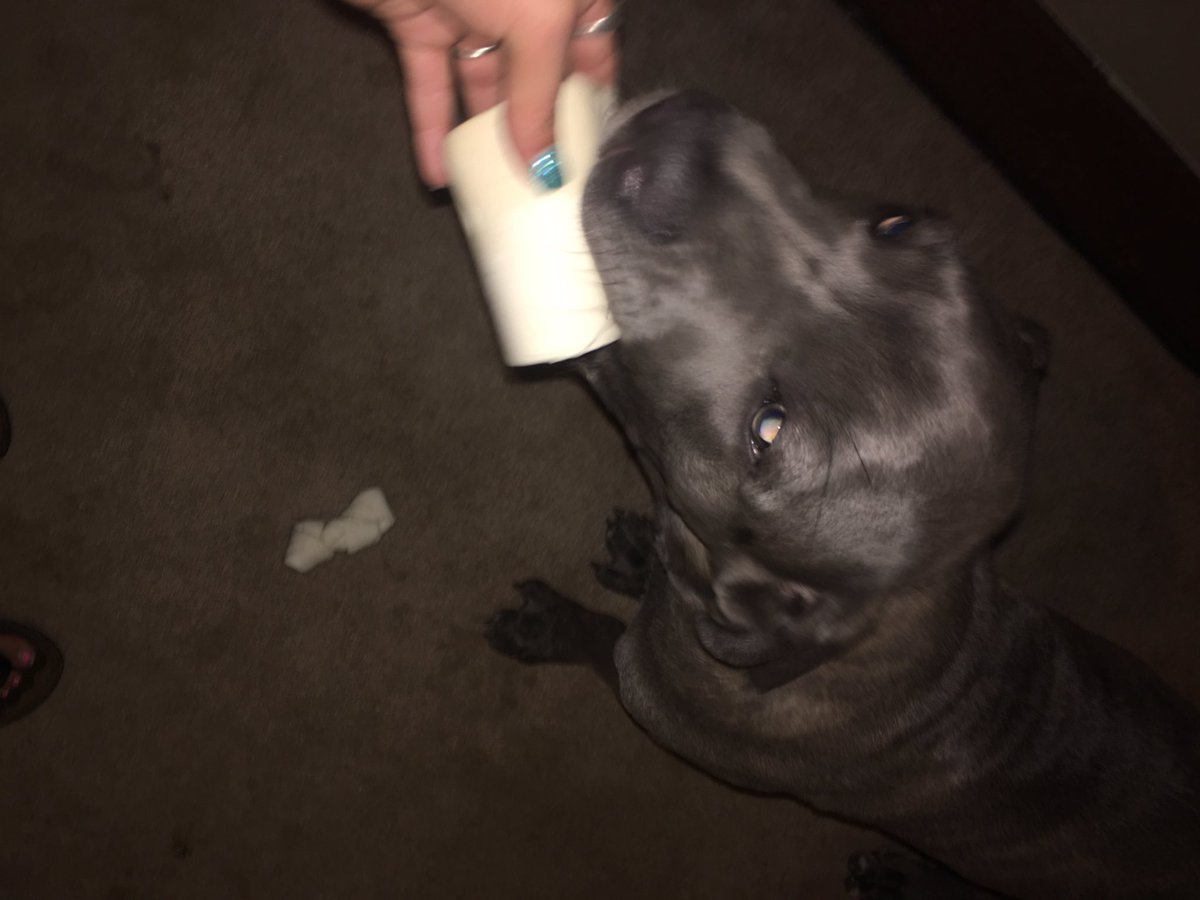 _towwwi's tweet photo. We got ozzy a new bone and Marley a new color, dog mom and dog god mom life 😂😍 @JessBallinger12 https://t.co/UOUiPILjBP