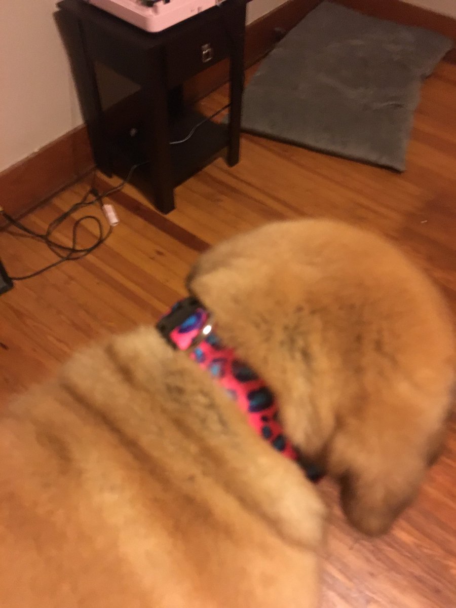 _towwwi's tweet photo. We got ozzy a new bone and Marley a new color, dog mom and dog god mom life 😂😍 @JessBallinger12 https://t.co/UOUiPILjBP