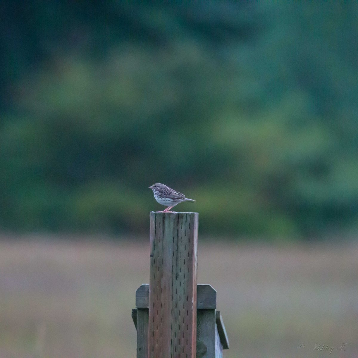 AshleyPurring's tweet photo. Bird meditates midday at #MarymoorPark Bird Loop. @EastsideAudubon @iheartkcparks #BirdLoop #NaturePhotographyDay https://t.co/nGVCUwUrOQ