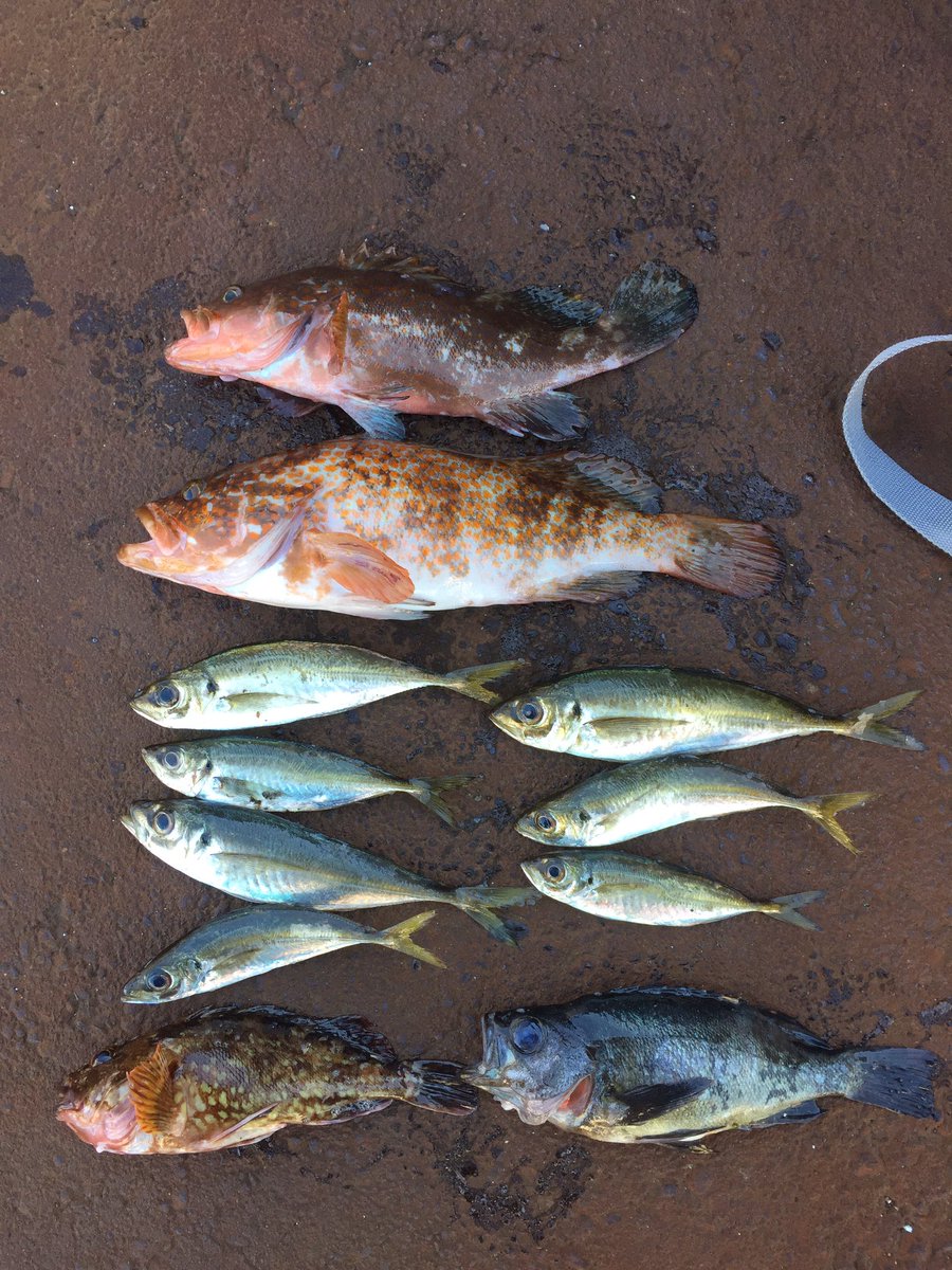 Kz H29 6 14 22 00 糸魚川市 キジハタ2匹 33 37cm メバル1 カサゴ1 アジ7 キジハタはメバリングで1匹 アジングで1匹でした キジハタ様 緊張と笑いをありがとう