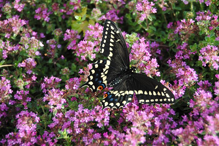 fluttrbyproject's tweet photo. Our patio at #FlutterbyProject HQ is quite inviting! A newly #eclosed #BlackSwallowtail boy warming his wings + some fuzzy buzzy #bee action https://t.co/X7WwzchbIT