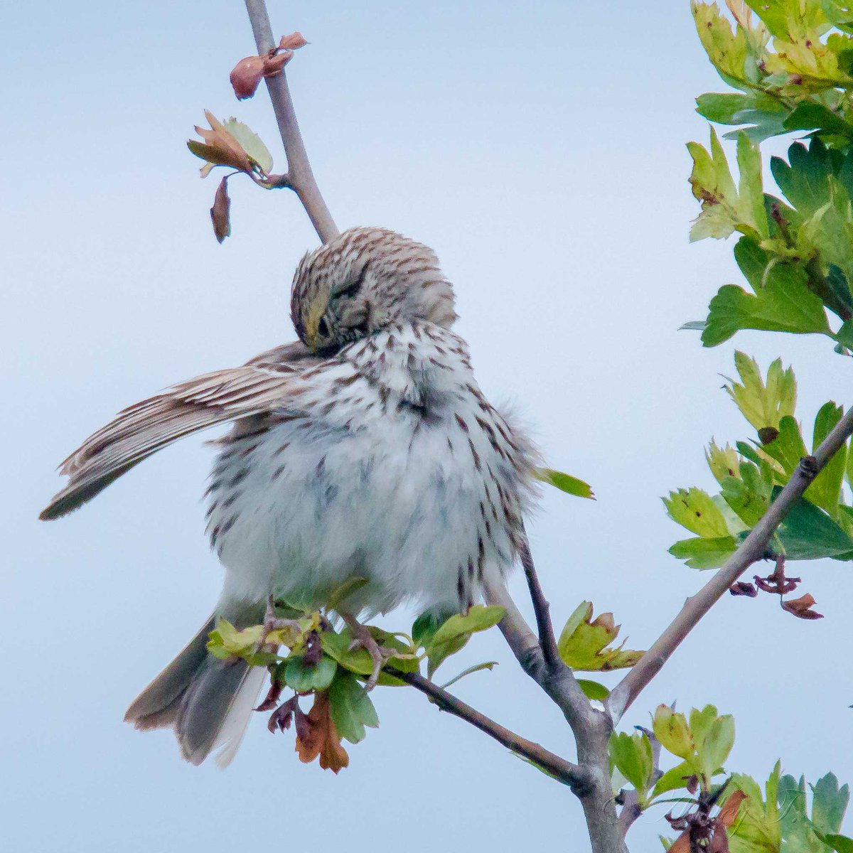 AshleyPurring's tweet photo. Bird sings while cleaning at #MarymoorPark Bird Loop. @EastsideAudubon @iheartkcparks #BirdLoop #NaturePhotographyDay https://t.co/EIIFW5qVKz