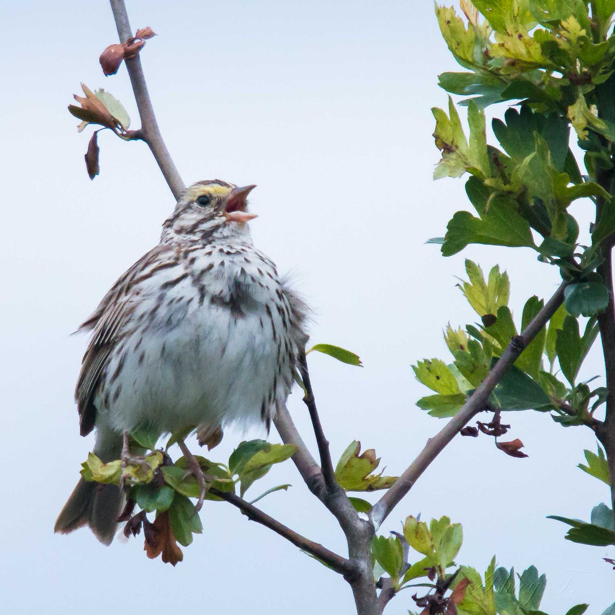 AshleyPurring's tweet photo. Bird sings while cleaning at #MarymoorPark Bird Loop. @EastsideAudubon @iheartkcparks #BirdLoop #NaturePhotographyDay https://t.co/EIIFW5qVKz