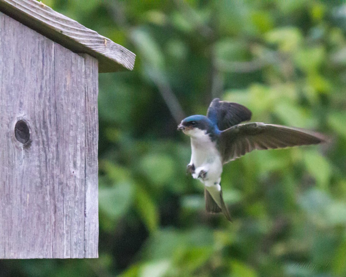 AshleyPurring's tweet photo. Bird flies home with food for the family at #MarymoorPark Bird Loop. @EastsideAudubon @iheartkcparks #BirdLoop #NaturePhotographyDay https://t.co/mkNuGZzc90