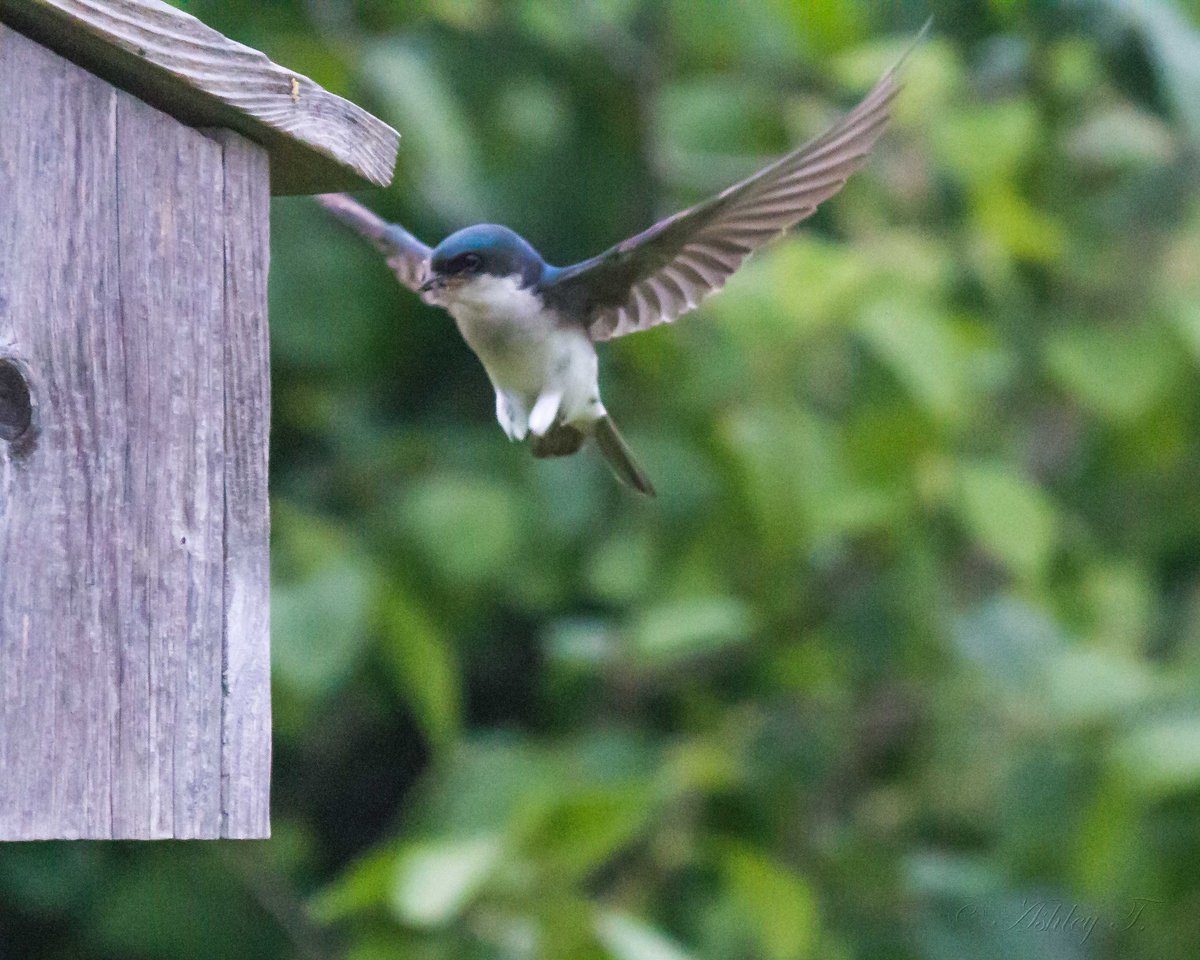 AshleyPurring's tweet photo. Bird flies home with food for the family at #MarymoorPark Bird Loop. @EastsideAudubon @iheartkcparks #BirdLoop #NaturePhotographyDay https://t.co/mkNuGZzc90