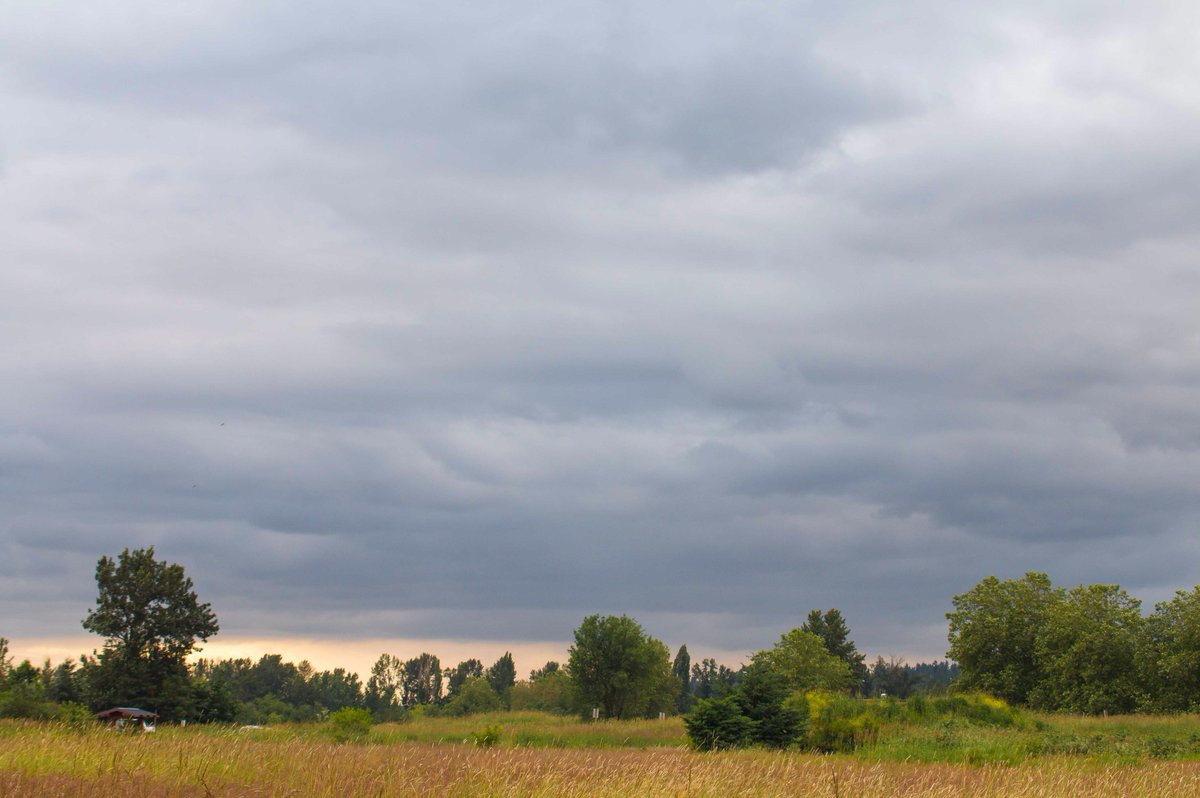 AshleyPurring's tweet photo. Cloudy days can be beautiful at #MarymoorPark Bird Loop. @EastsideAudubon @iheartkcparks #BirdLoop #NaturePhotographyDay https://t.co/S5VU38EjBO