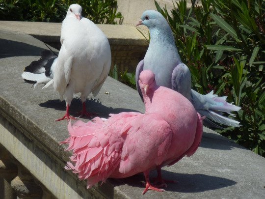 inkgor's tweet photo. a pomba rosa da sorte esta passando na sua timeline
rt ou terá 5 anos de azar https://t.co/DnXrZp4e40