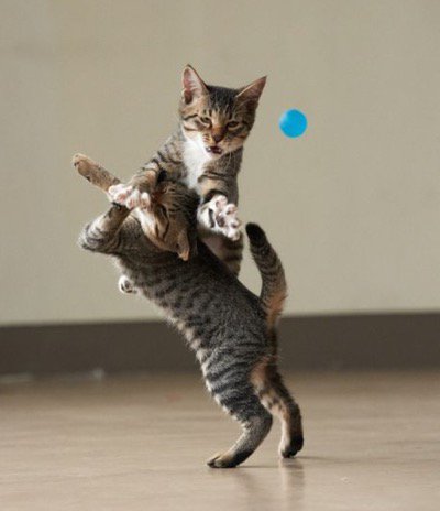 catsnkittys's tweet photo. Kung-fu fighting kitties ! https://t.co/w9P6d0Mxia