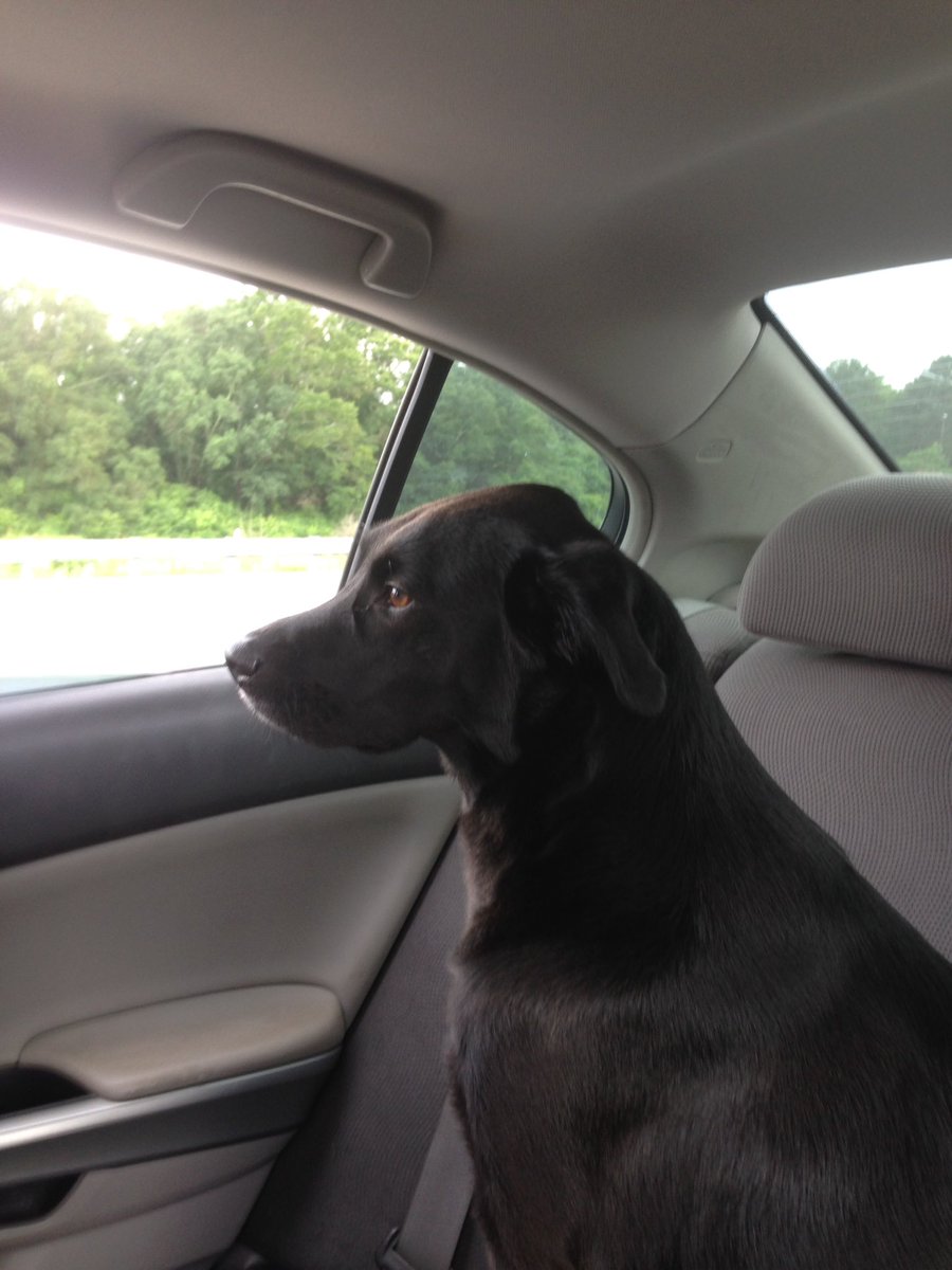 UT_RockyTop's tweet photo. #MyRoadDogs https://t.co/yqGLRBoS0f