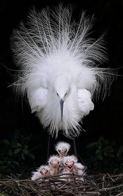 stevekrohn's tweet photo. A beautiful Egret and chicks!!! https://t.co/qGSCbfdGv2