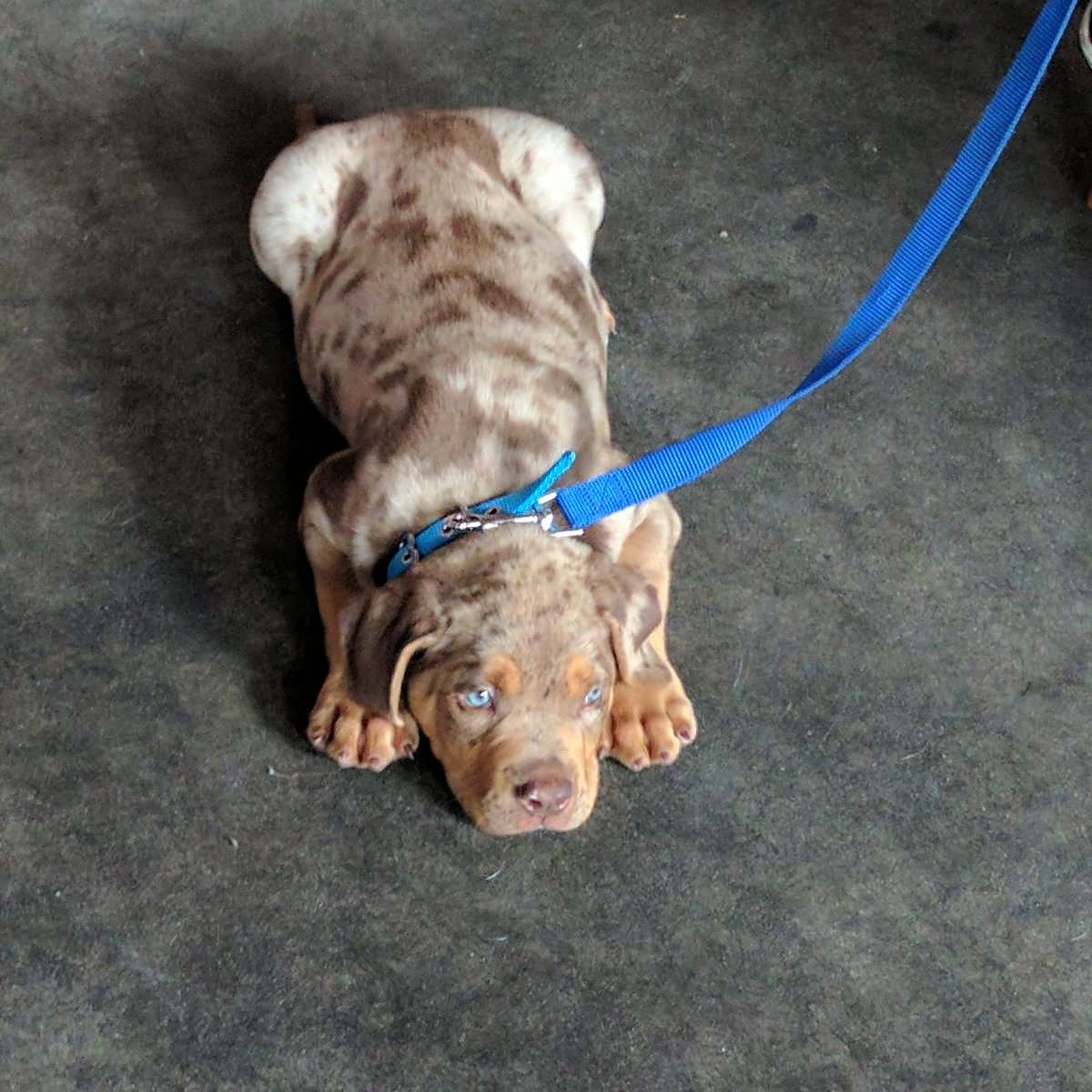 dogbreeders's tweet photo. This #catahoulabulldog puppy is enjoying the life! #bardog #RemyCleghorn https://t.co/538Go4tqJD