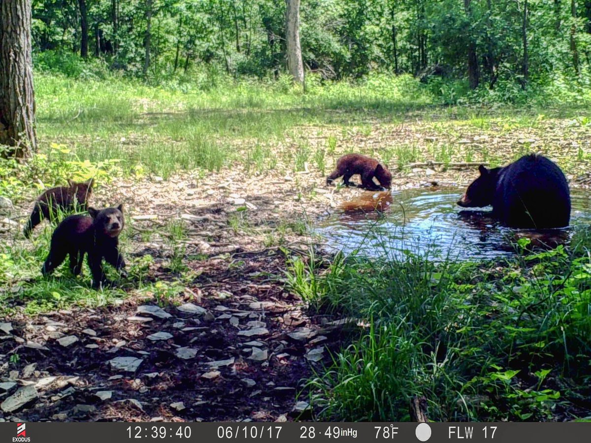 FL_Whitetails's tweet photo. bear cubs playing in the water hole!

@ExodusTrailCams @RoughRidgeDeer @nickkravitz1 @Tylerkravitz11 https://t.co/TOCtO3KNez