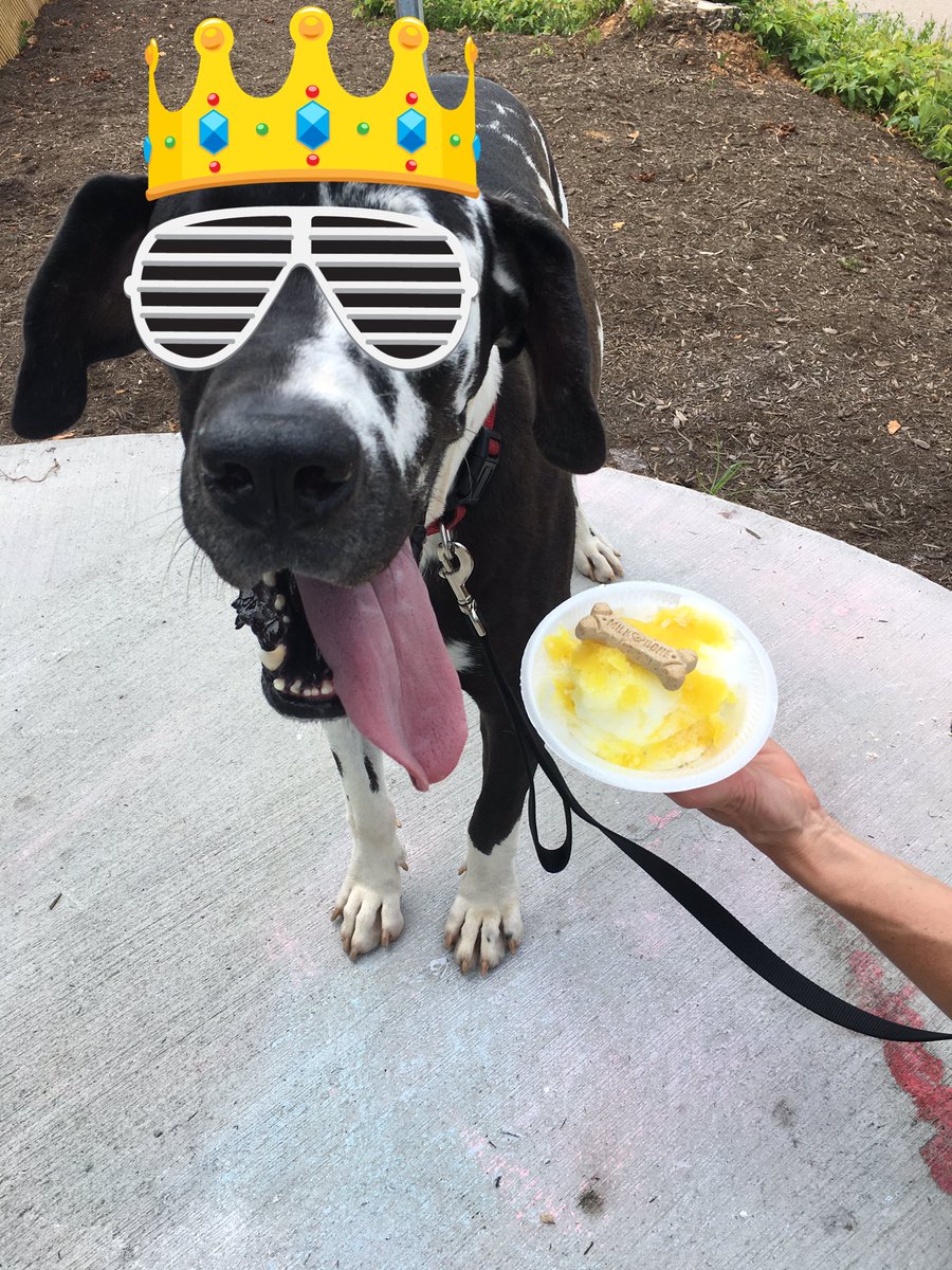 PelicansKnox's tweet photo. When you get your first pup cup https://t.co/JmUcdrvOGi